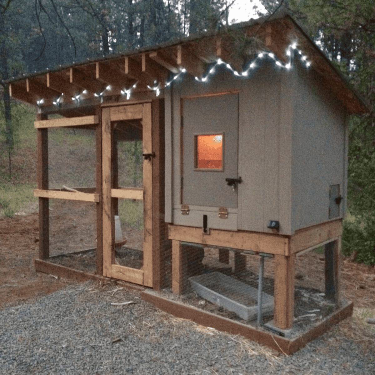 chicken shed with string lights