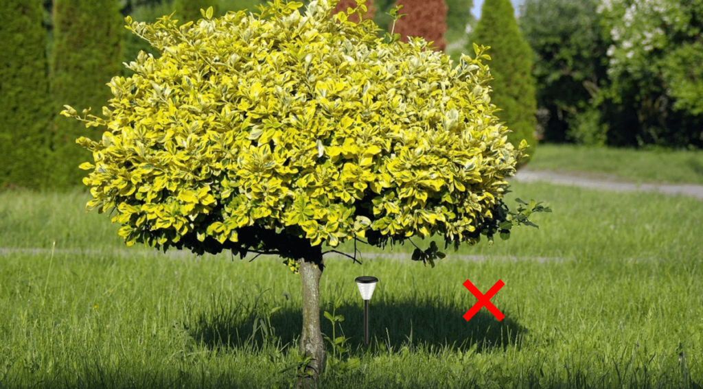 solar lights insert under tree is wrong