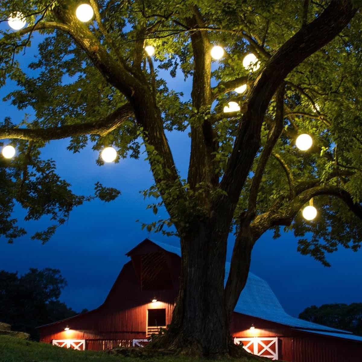 solar string bulb hanging on trees